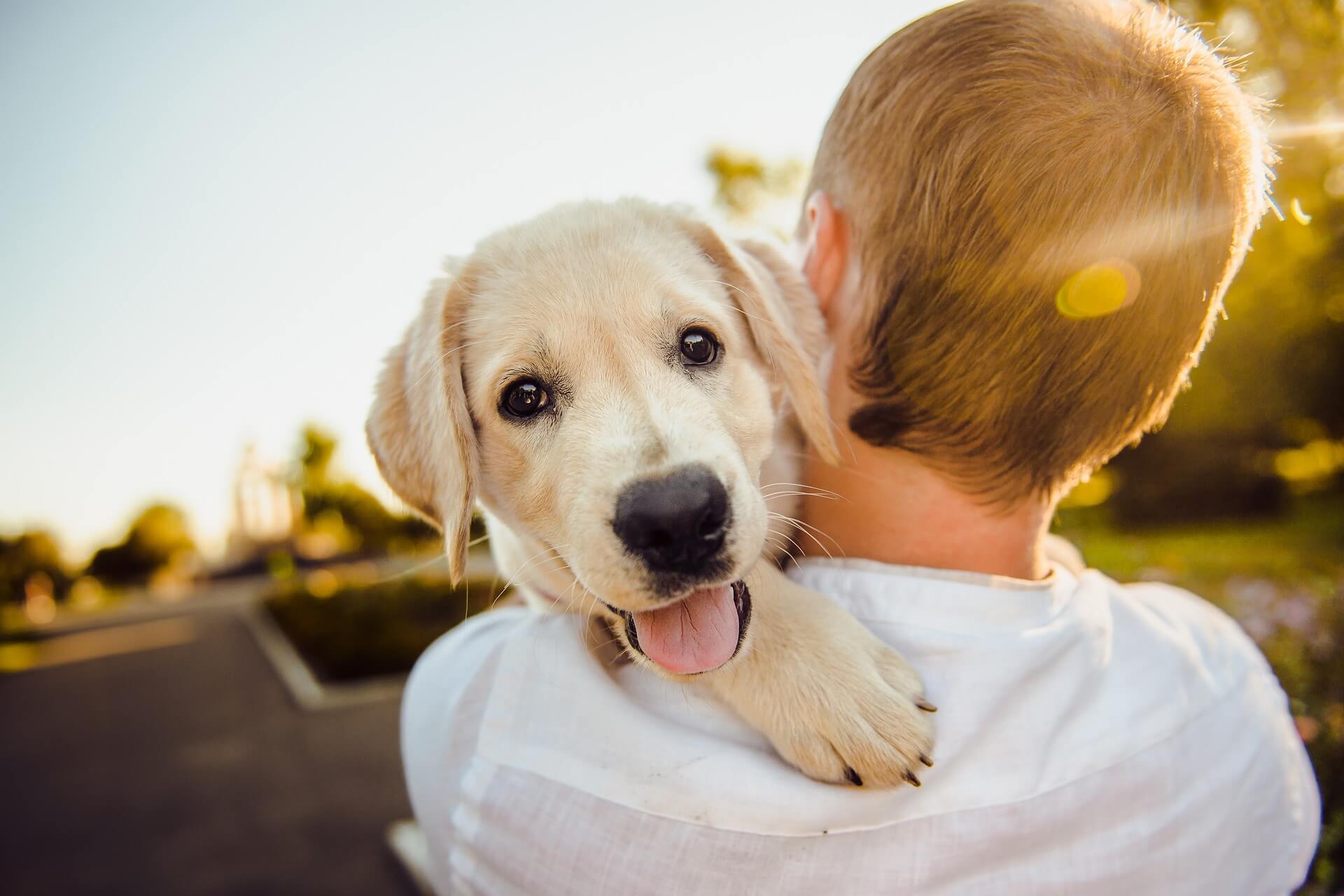 Chien Golden Retriever
